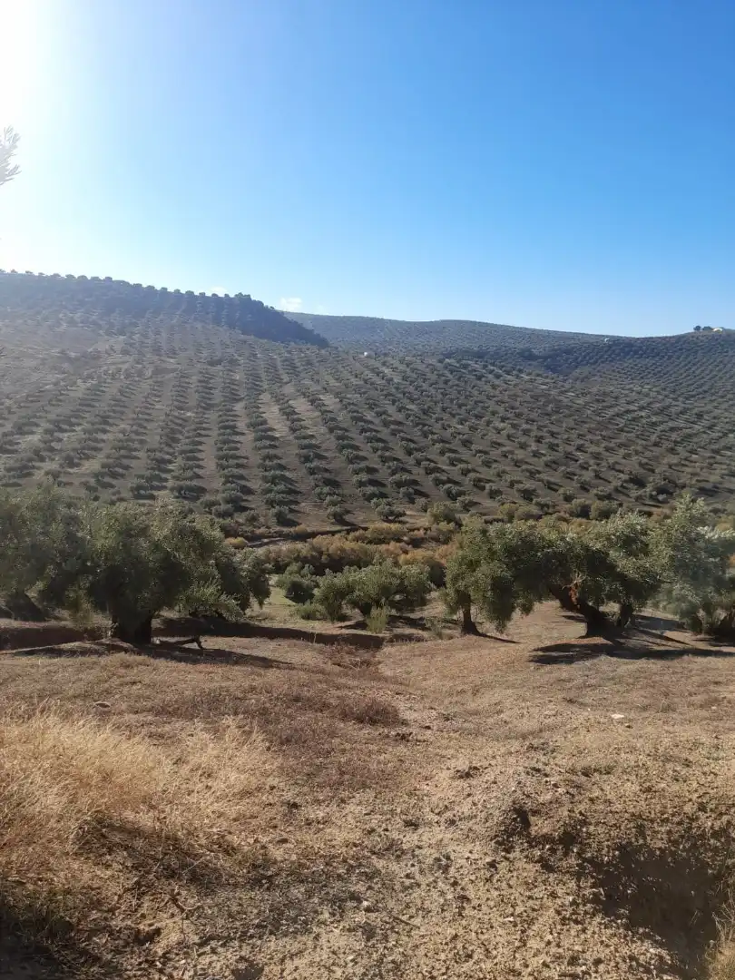 Terreno rústico en venta en Travesía Carretera de Martos 7, imagen 2