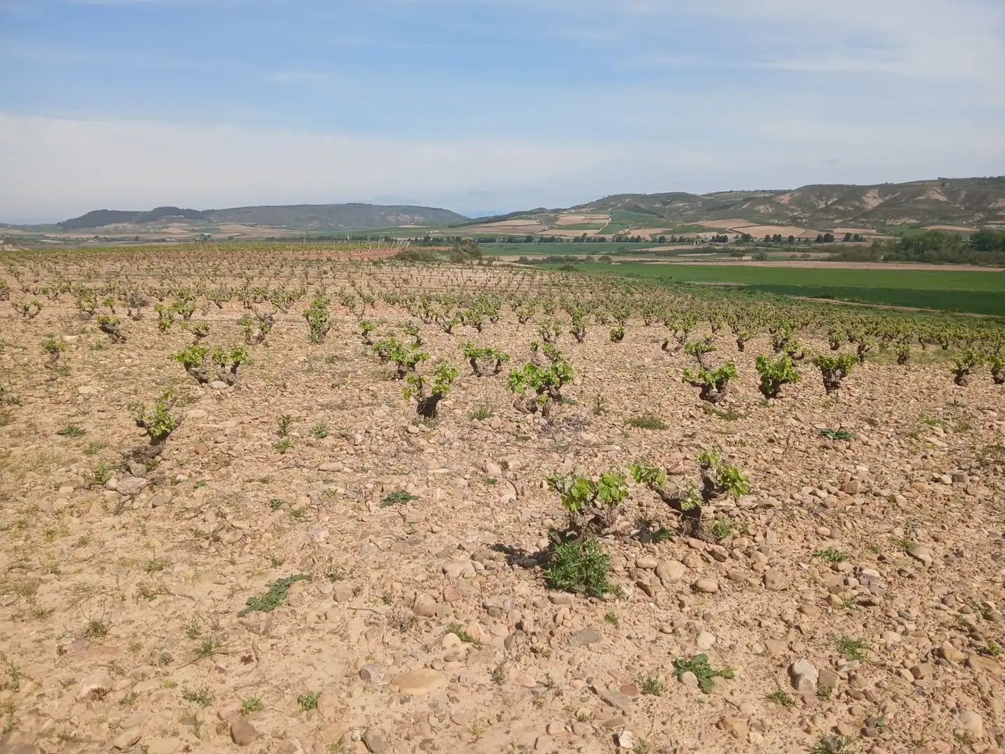 Terreno rustico in vendita a Ausejo, imagen 3