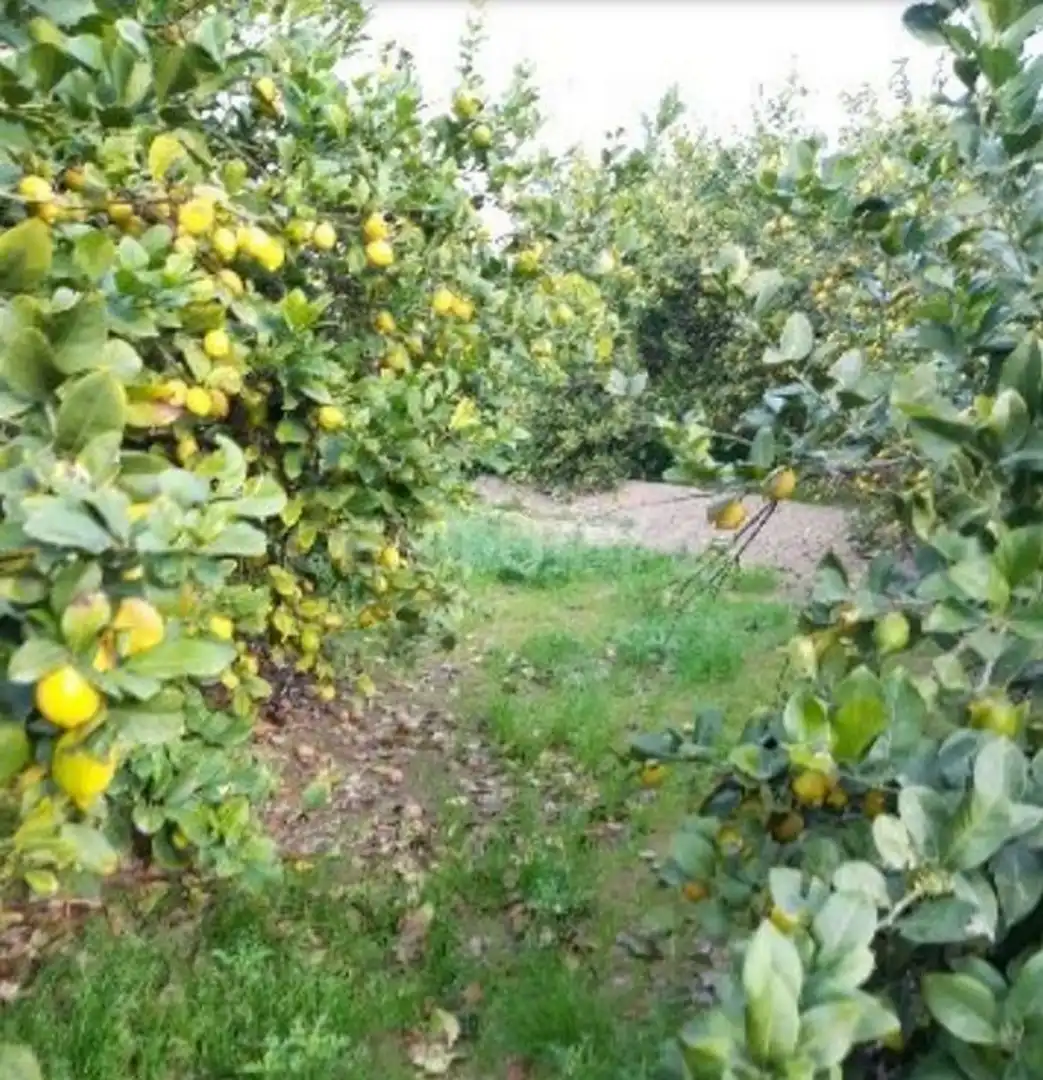 Terreno en venta en Camino de los Pinos, San José de la Vega