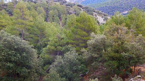finca en venta pinar maderable caza mayor en Albacete, immagine 2