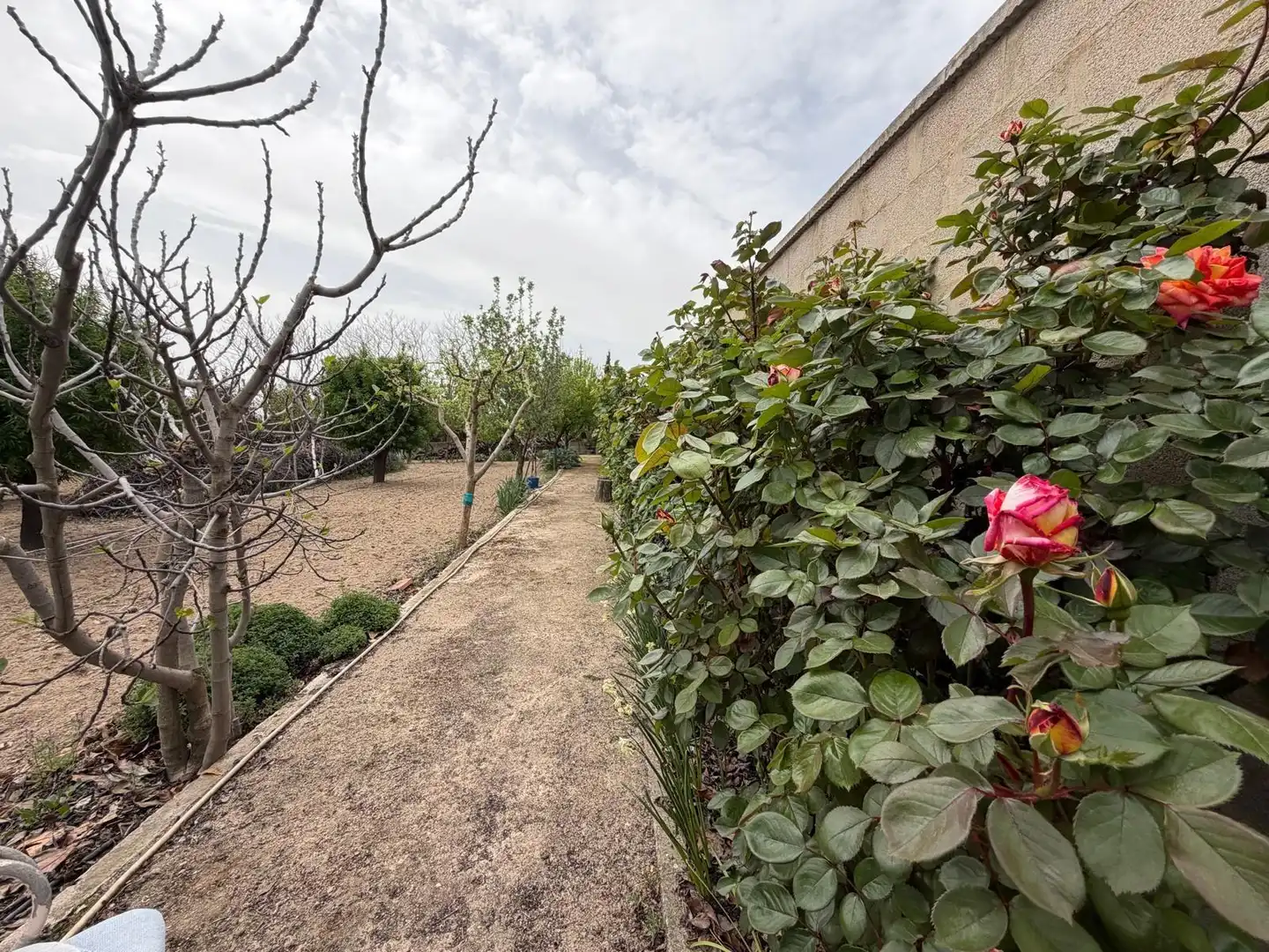 Jardín de Casa o chalet en venta en Albacete con Aire acondicionado, Calefacción y Jardín privado