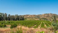 Exterior view of Land for sale in Pizarra