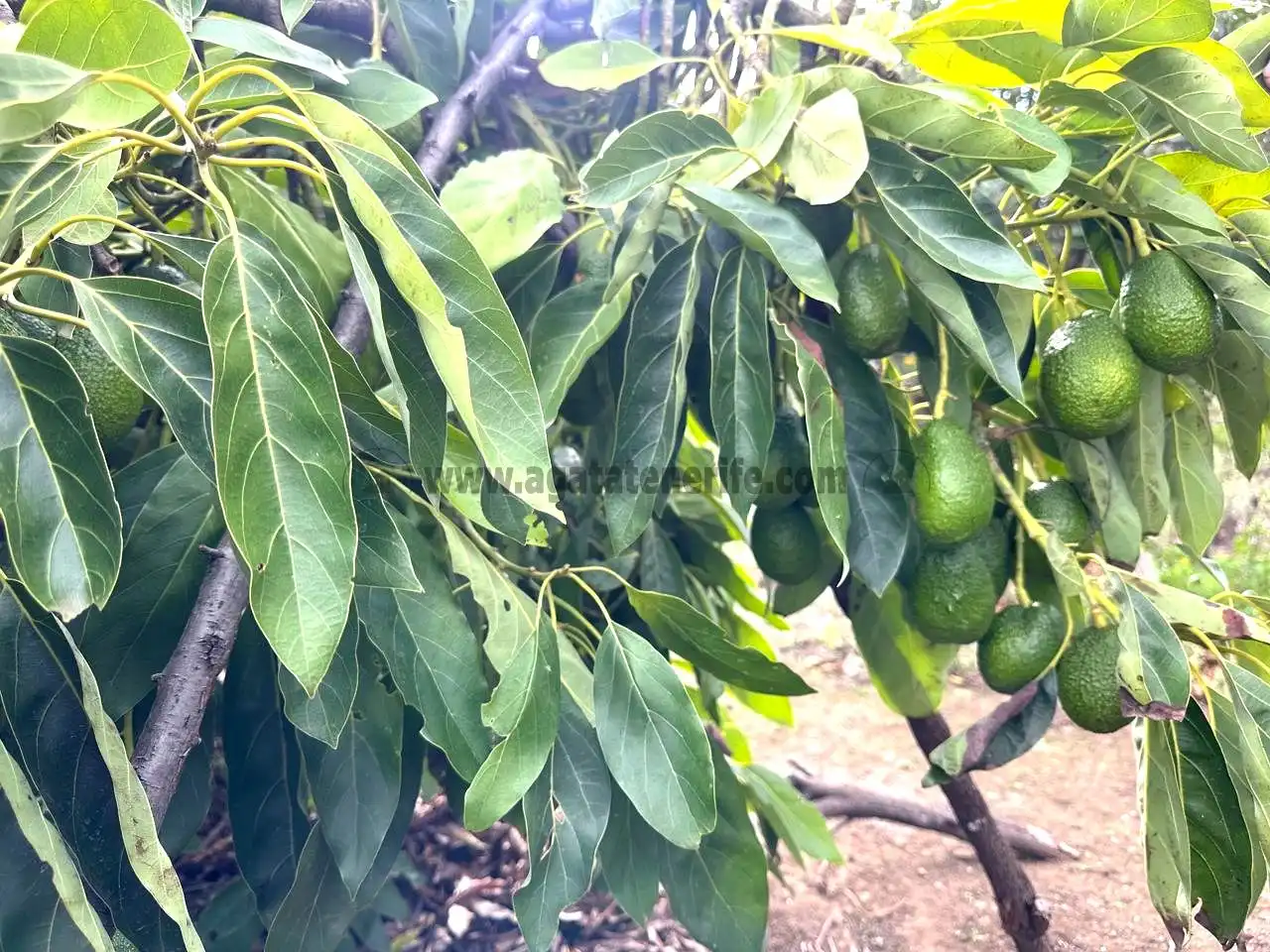 Jardí de Finca rústica en venda en El Tanque