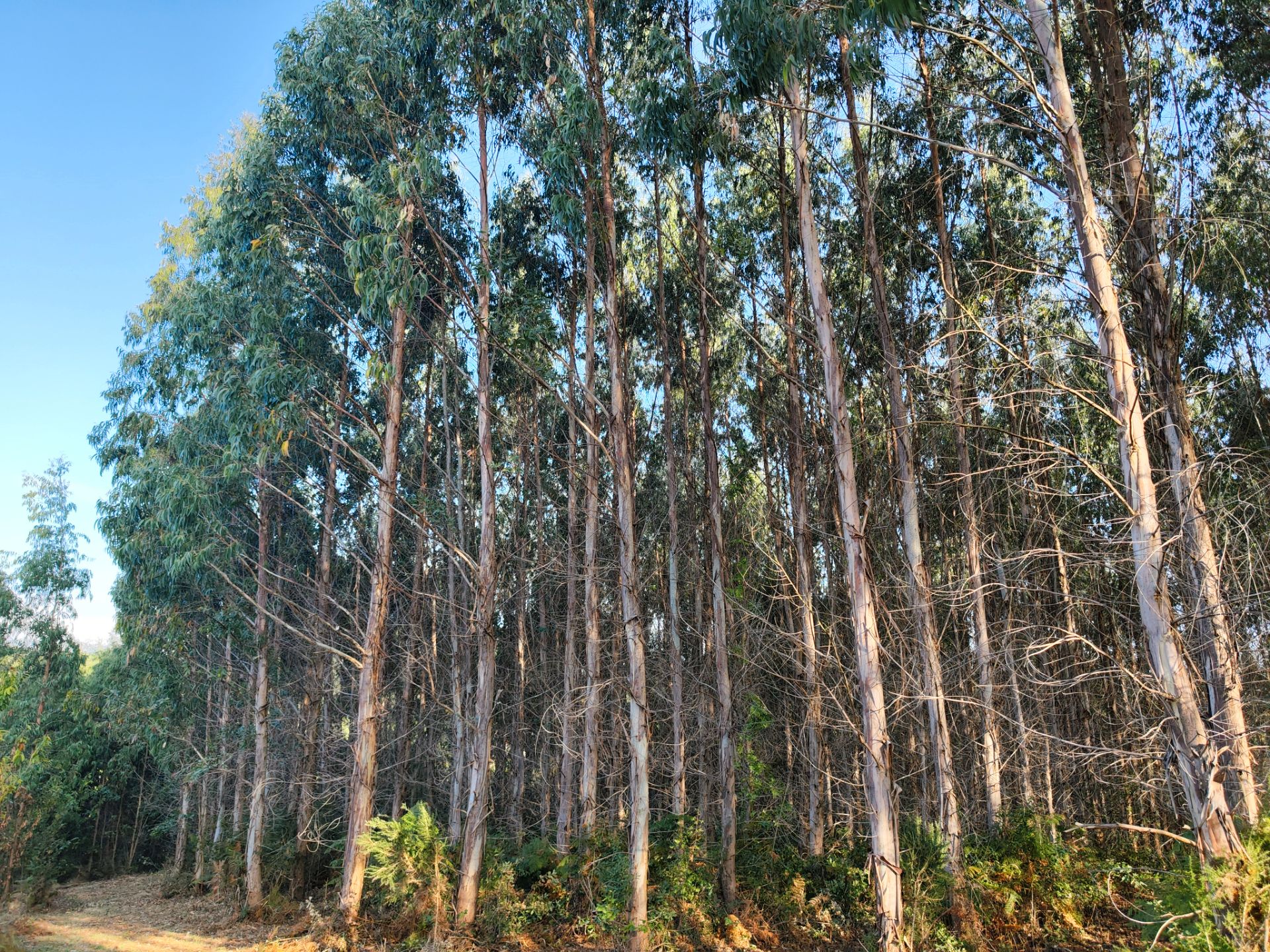 Vista exterior de Terreno en venta en Dumbría