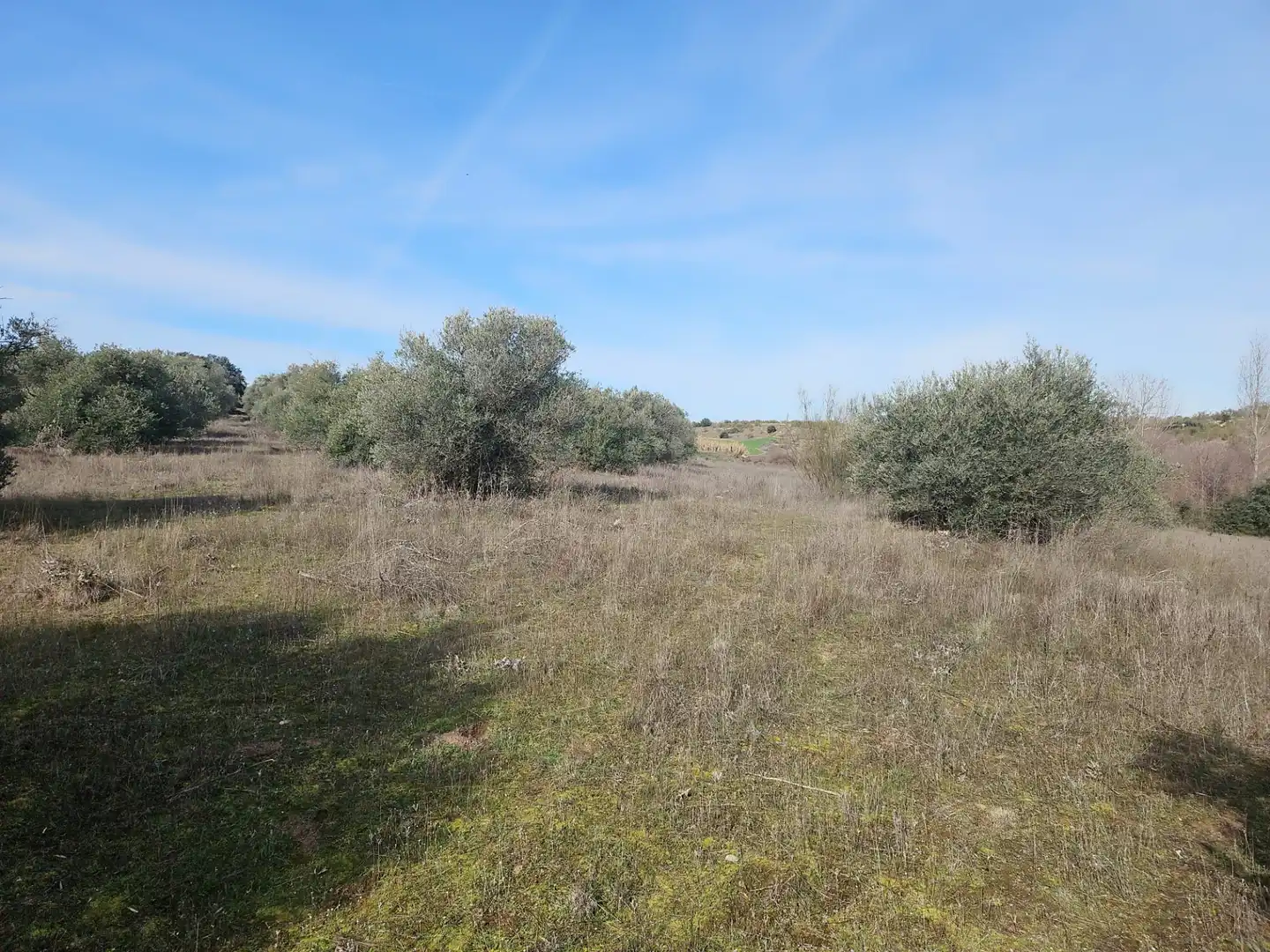 Rural land for sale in Diseminado Carril Toledano, imagen 2