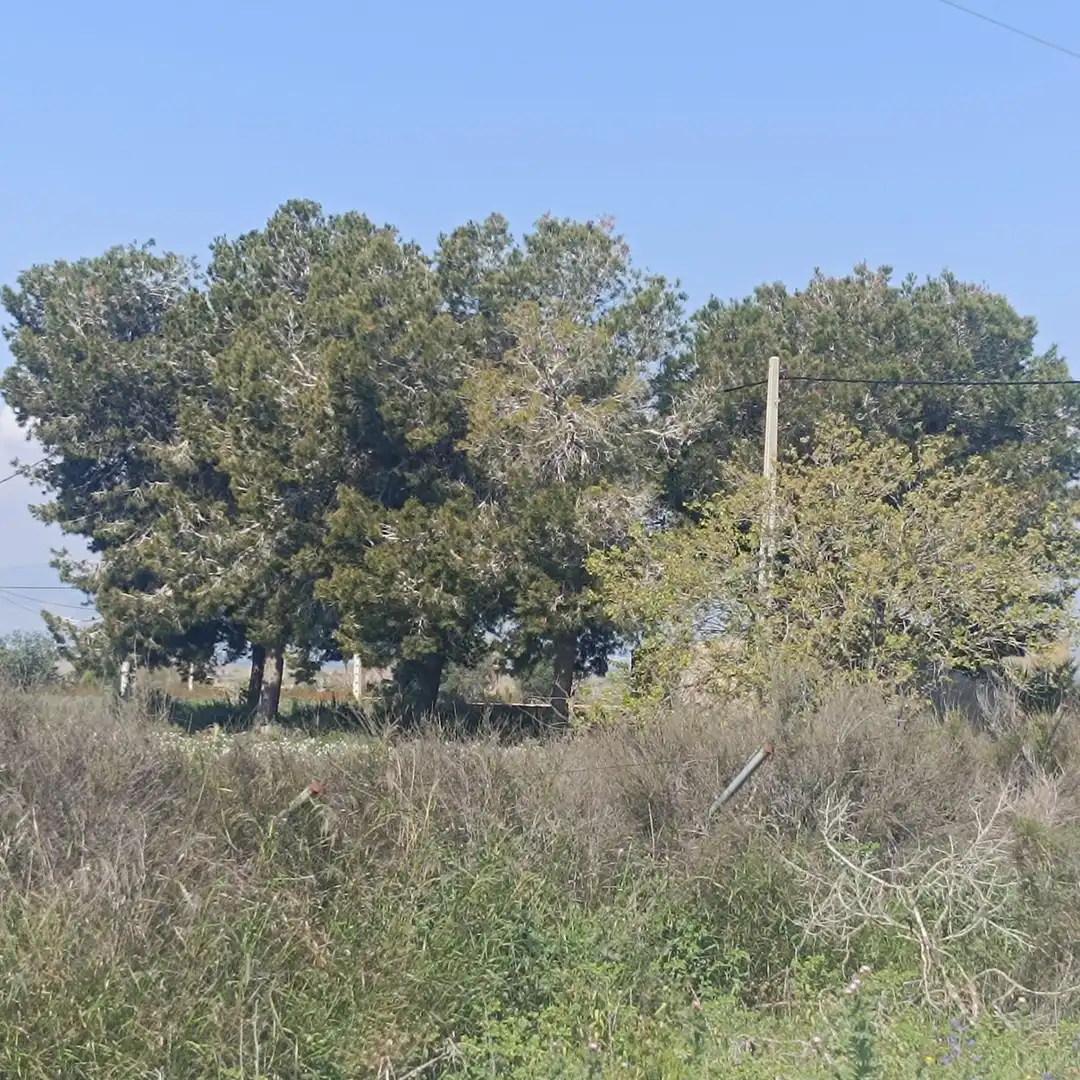Terrain rustique à vendre à La Marina, imagen 35