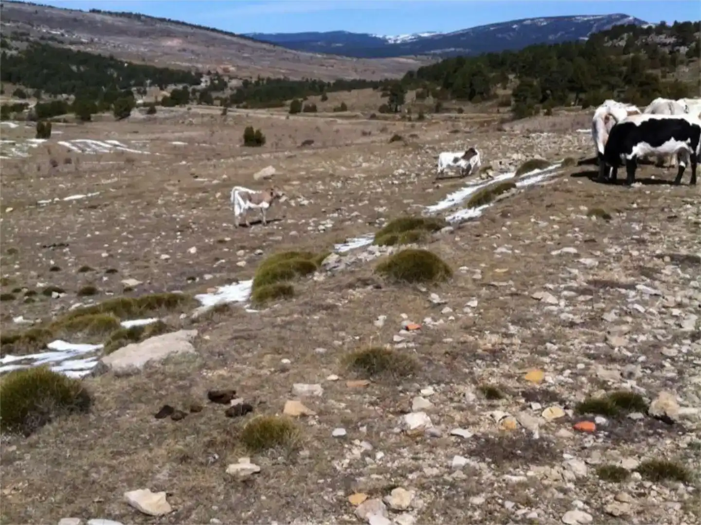 Terreno en venta en Mosqueruela
