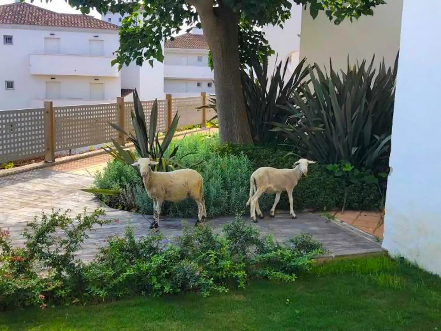 Garden of Ground floor for sale in Manilva  with Air Conditioner, Terrace and Swimming Pool