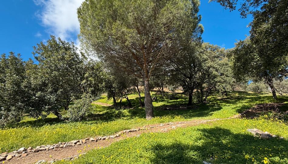 Foto 1 de Terreno en venta en  Paraje de Celima,, Casares pueblo, Málaga
