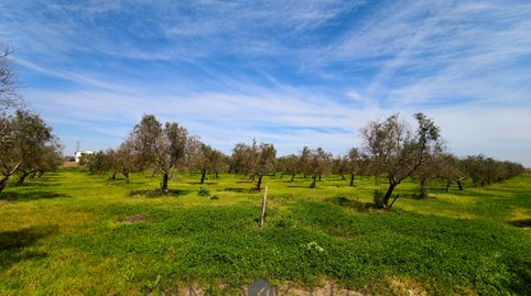 Foto 2 de Finca rústica en venta en Lebrija, Sevilla