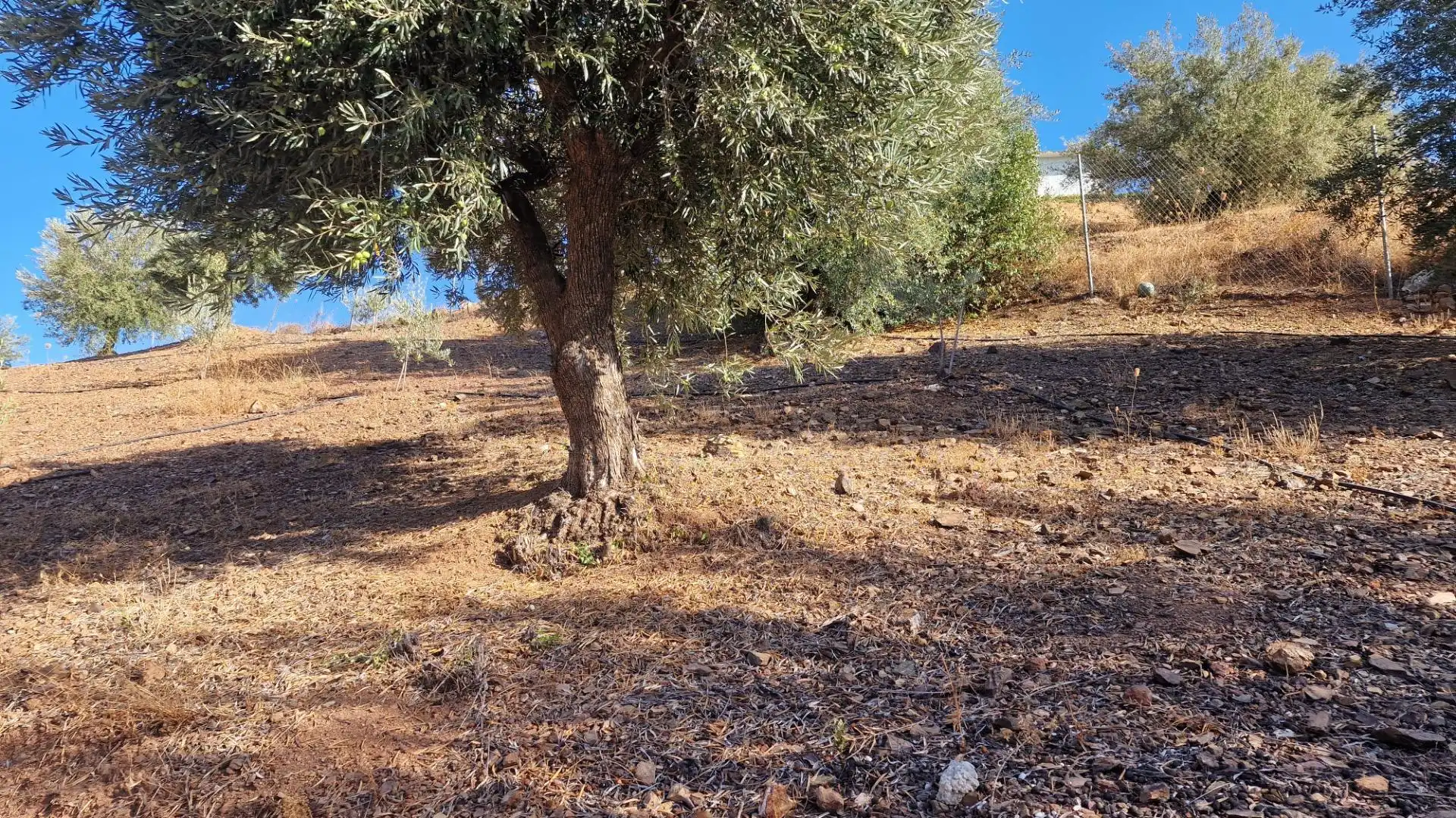 Finca rústica en venda en Mijas amb Jardí privat i Alarma