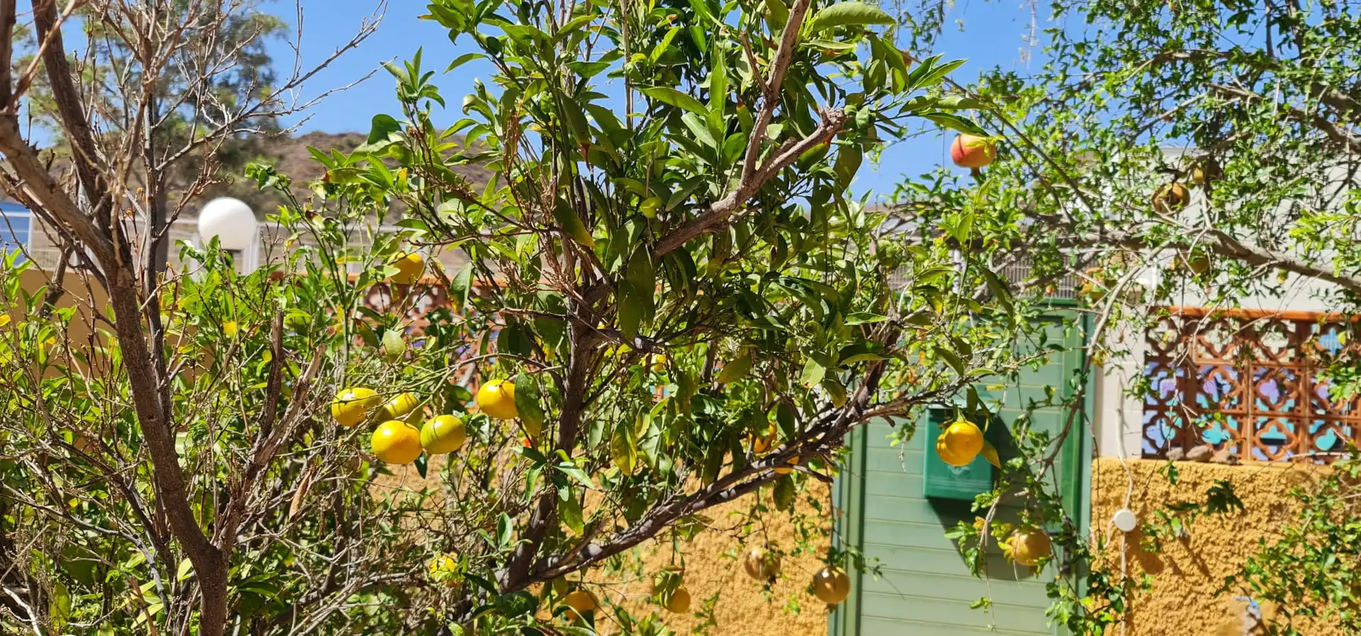 Jardí de Casa o xalet de lloguer en San Miguel de Abona amb Jardí privat, Terrassa i Traster