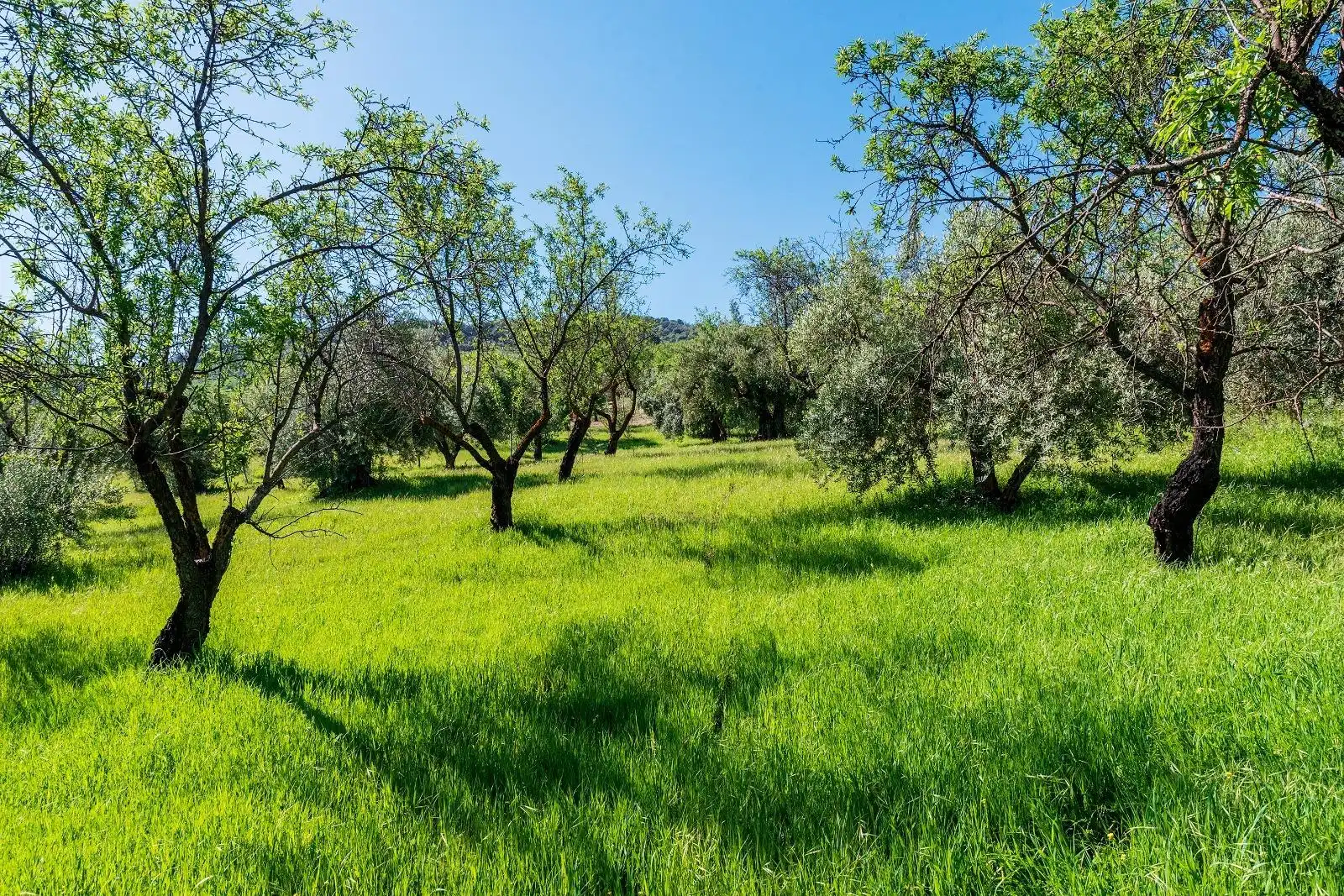 Country house zum Verkauf in Pinos Genil