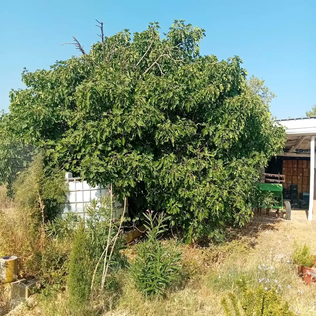 Jardín de Terreno en venta en Aranjuez