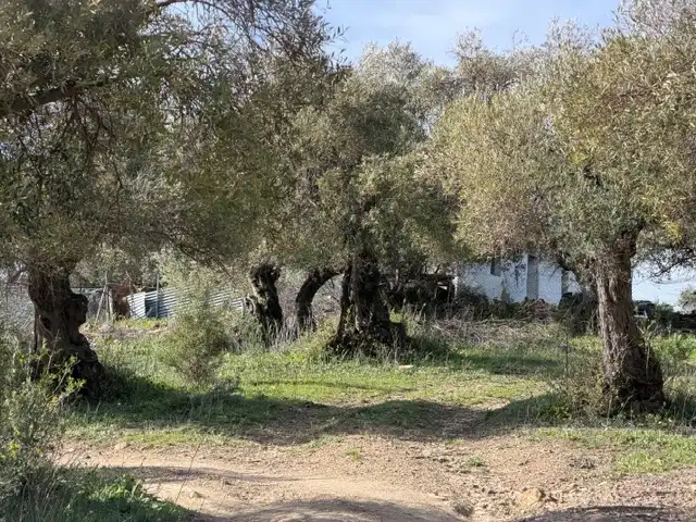Land for sale in Ubrique