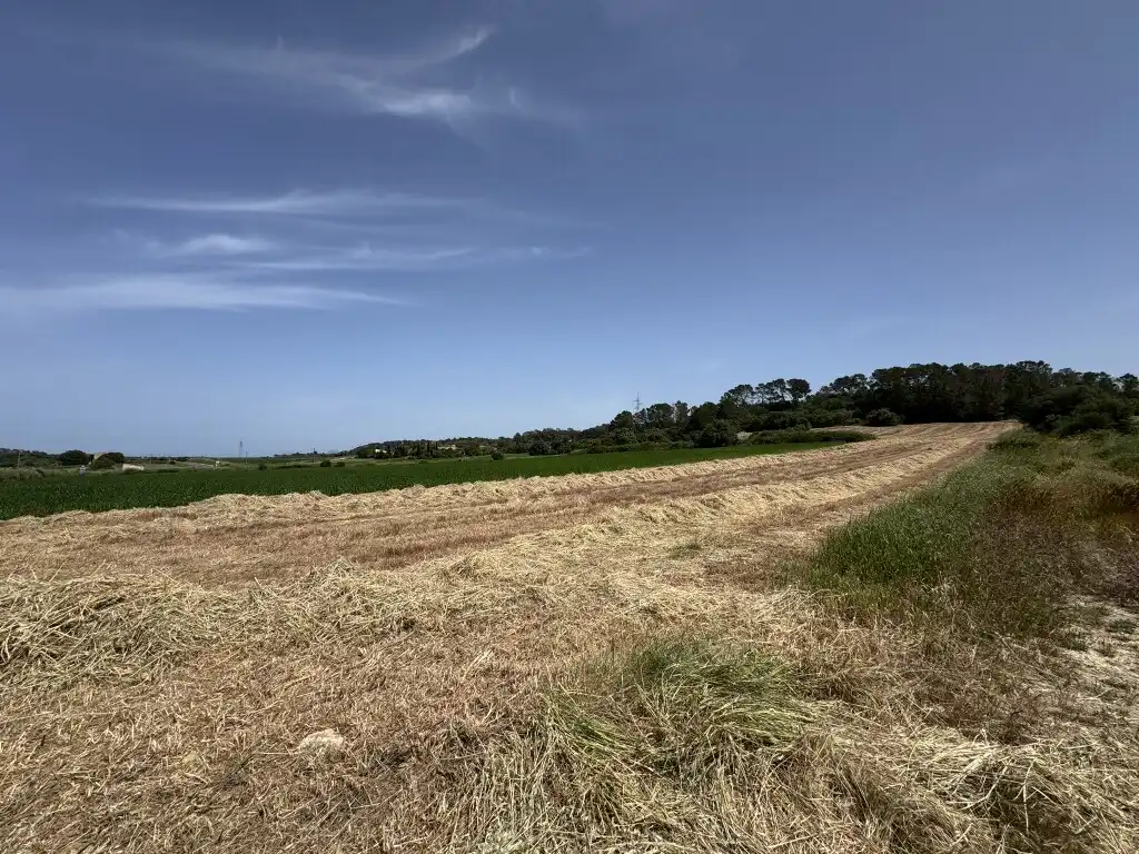 Terreny rústic en venda a Sineu, imagen 4