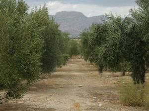 Terreno en Venta en Partida Sol del Camp en Agost