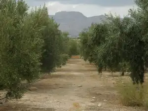 Terreny rústic en venda a Partida Sol del Camp