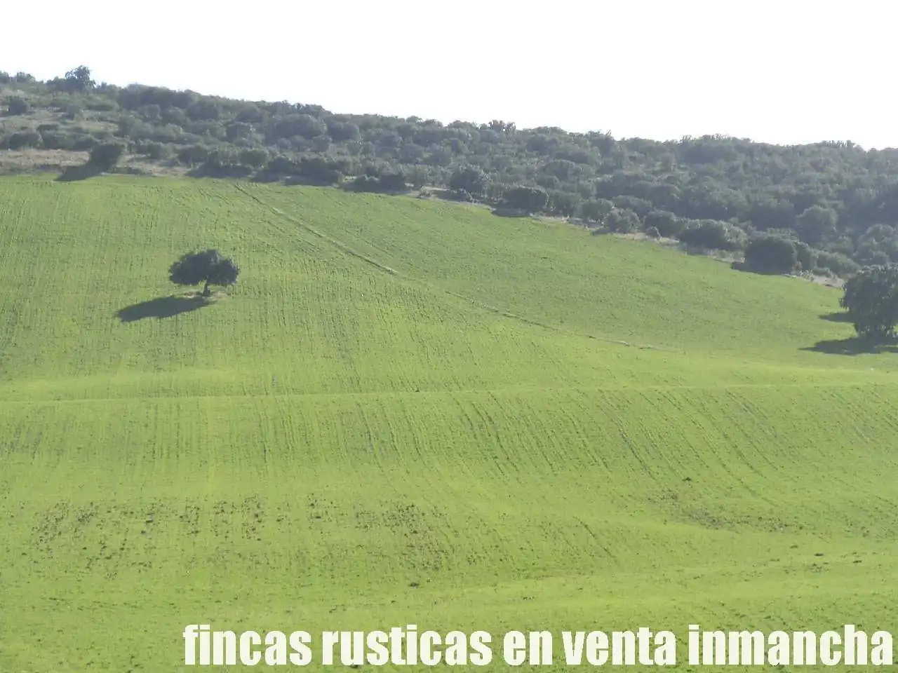 Terreny rústic en venda a Viso del Marqués, imagen 13