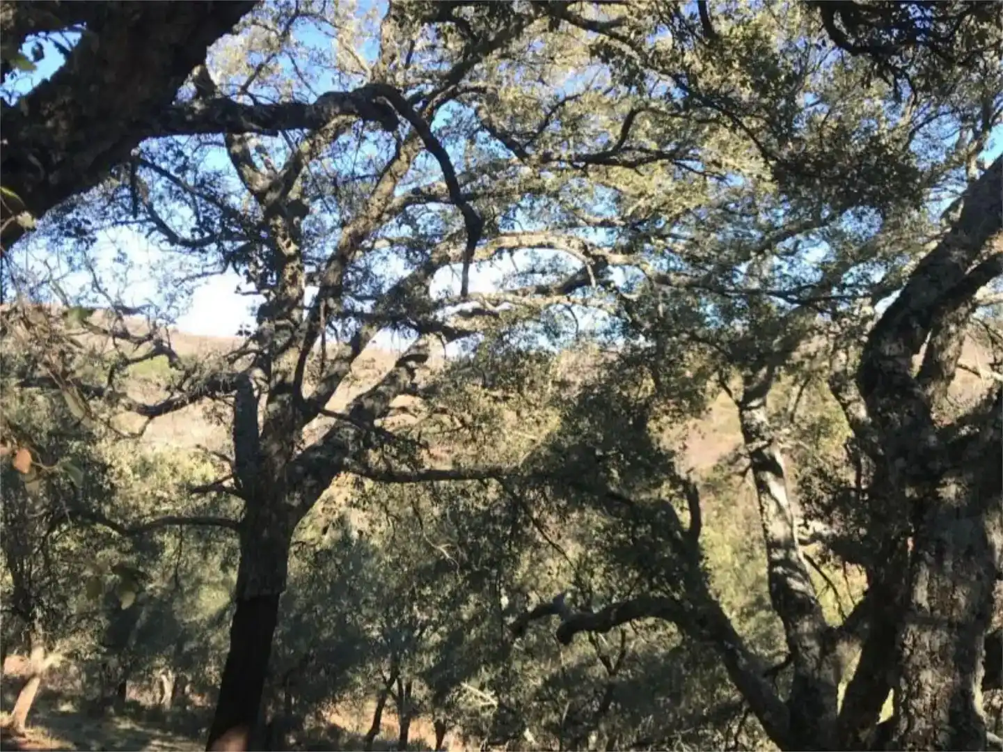 Vista exterior de Terreno en venta en Calera de León
