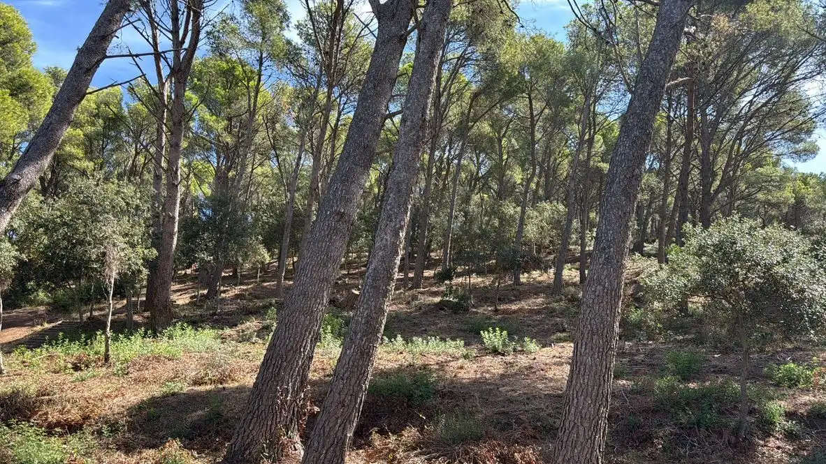 Lands and plots for sale in Sa Tamardia 19, imagen 15