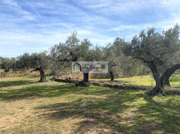 Terreno rústico en venta en Planas
