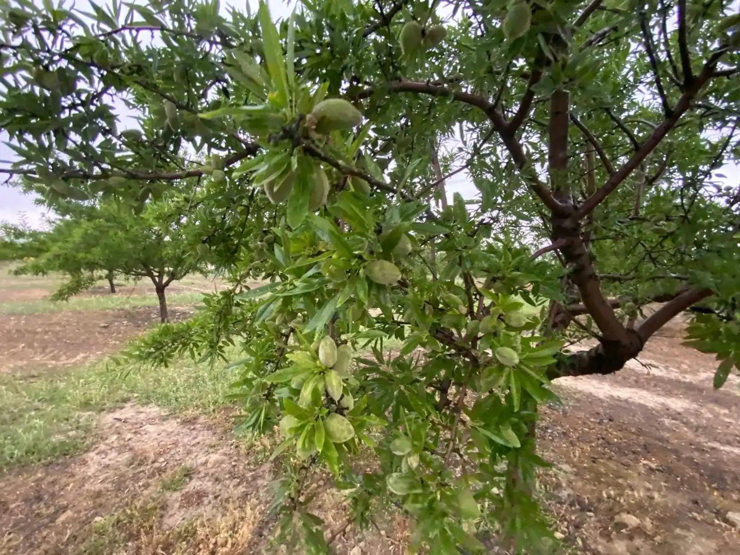 Terreni e lotti in vendita a Guadahortuna, imagen 21