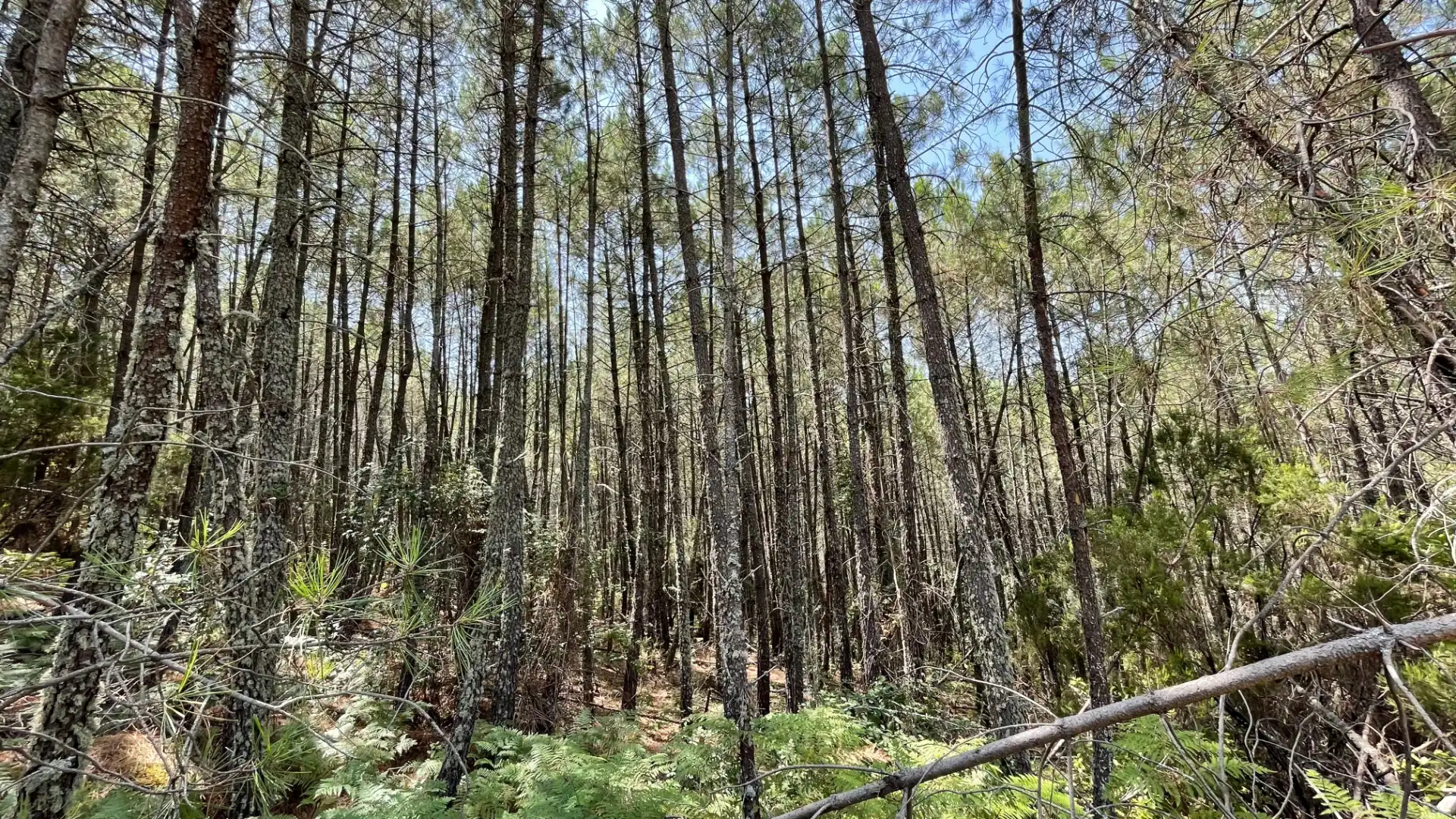 Land for sale in Arenas de San Pedro