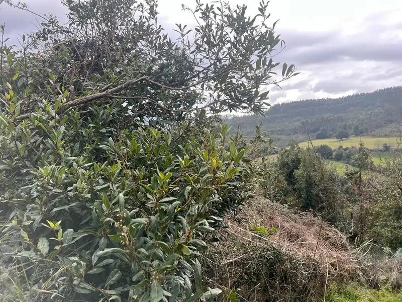 Terreno rustico in vendita a Selorio - Tornón, imagen 3
