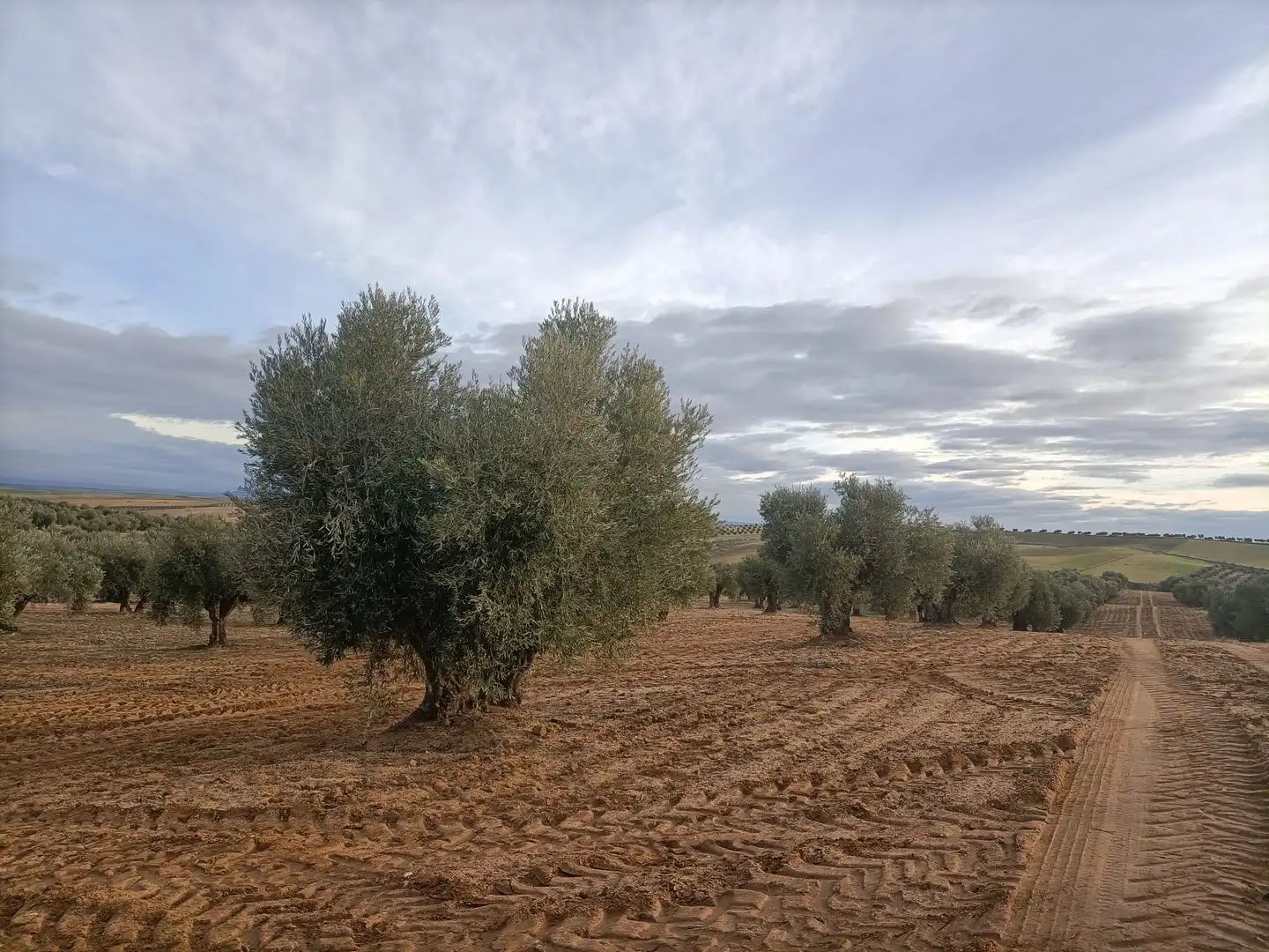 Rural land for sale in Almonacid de Toledo, imagen 3