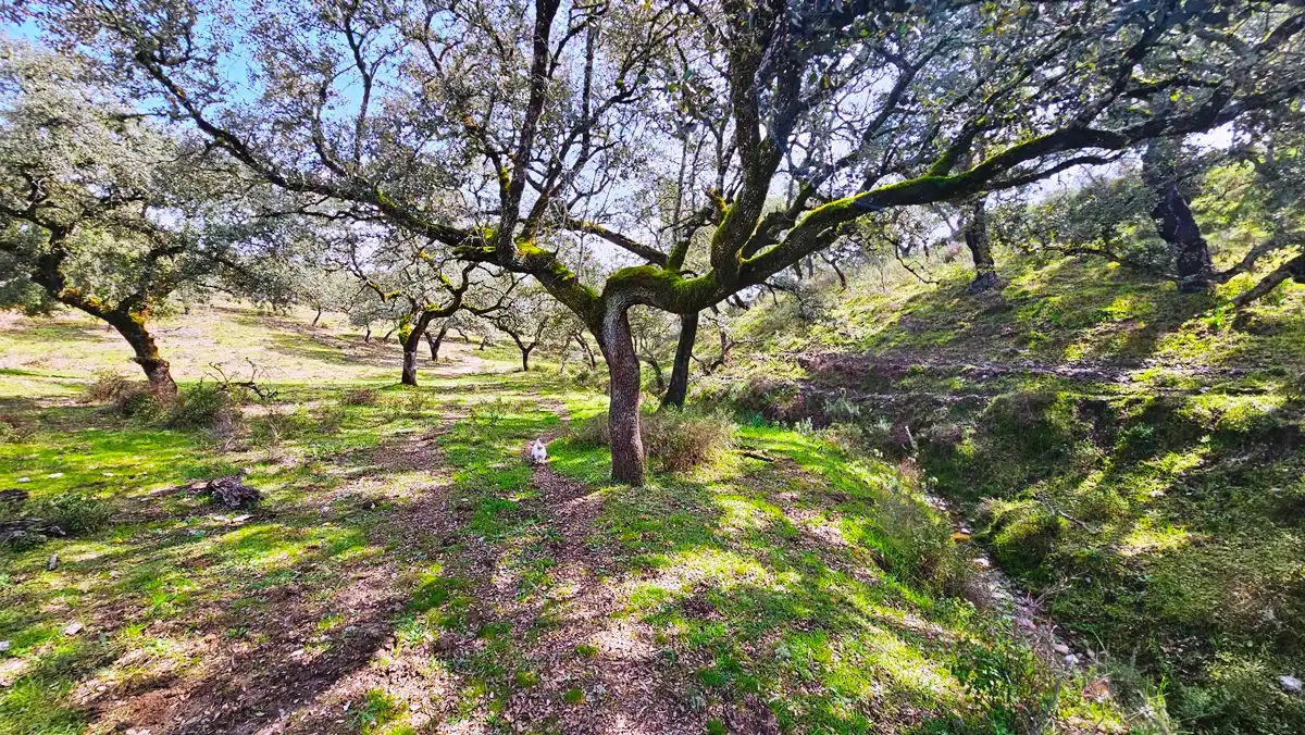 Terreni e lotti in vendita a Santa Olalla del Cala, imagen 17