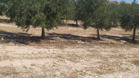 Foto 5 de Terreno en venta en Alfalfa - Santa Cruz, Sevilla