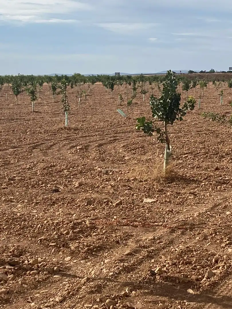 Terreno rustico in vendita a Calle García Pavón, imagen 16