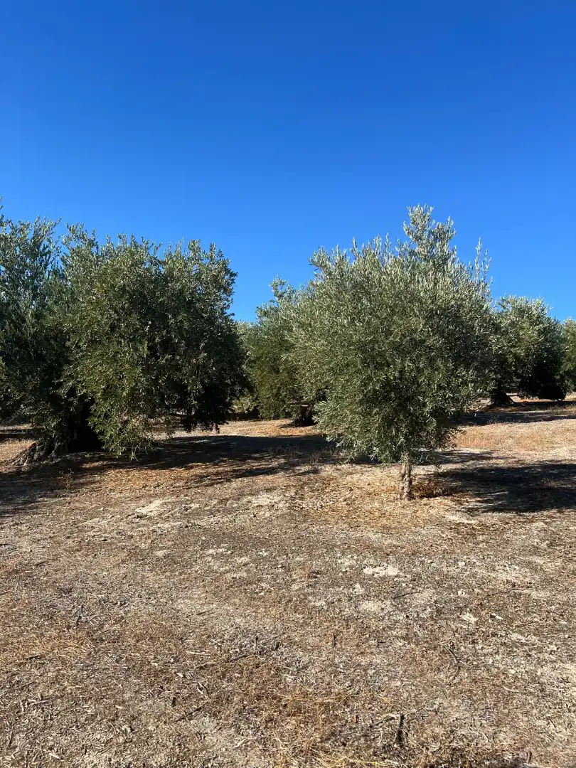 Terreny rústic en venda a Priego de Córdoba, imagen 8