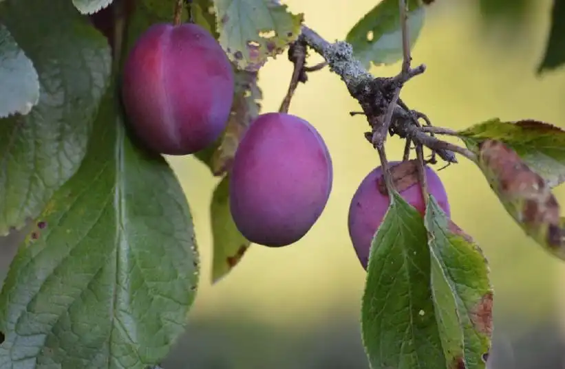 Terreni e lotti in vendita a Montesol - Mejostilla
