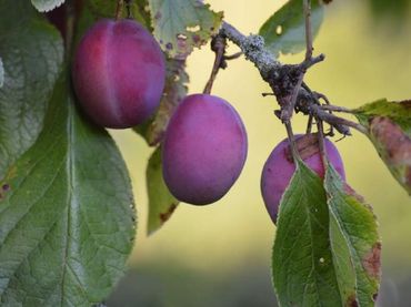 Terreni e lotti in vendita a Montesol - Mejostilla