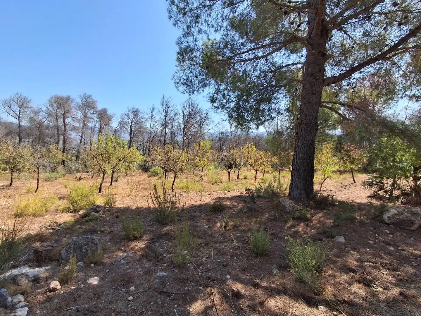 Houses for sale in Xerta