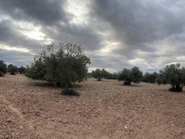 Terrain rustique à vendre à Sant Martí de Riucorb