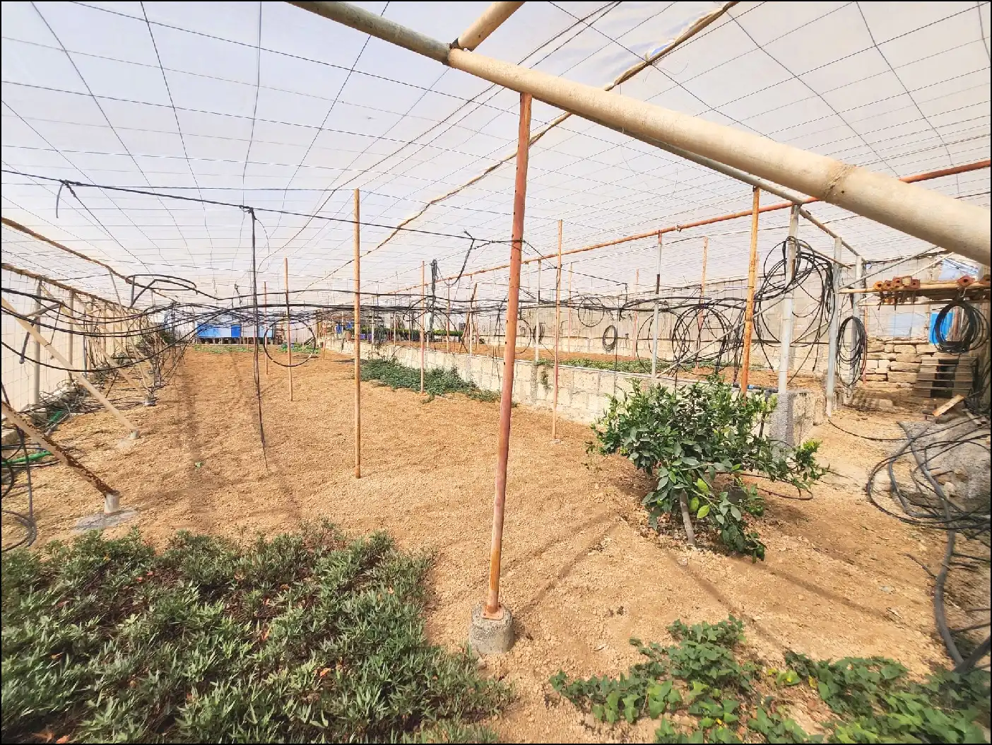 Jardí de Finca rústica en venda en Arico amb Terrassa i Moblat