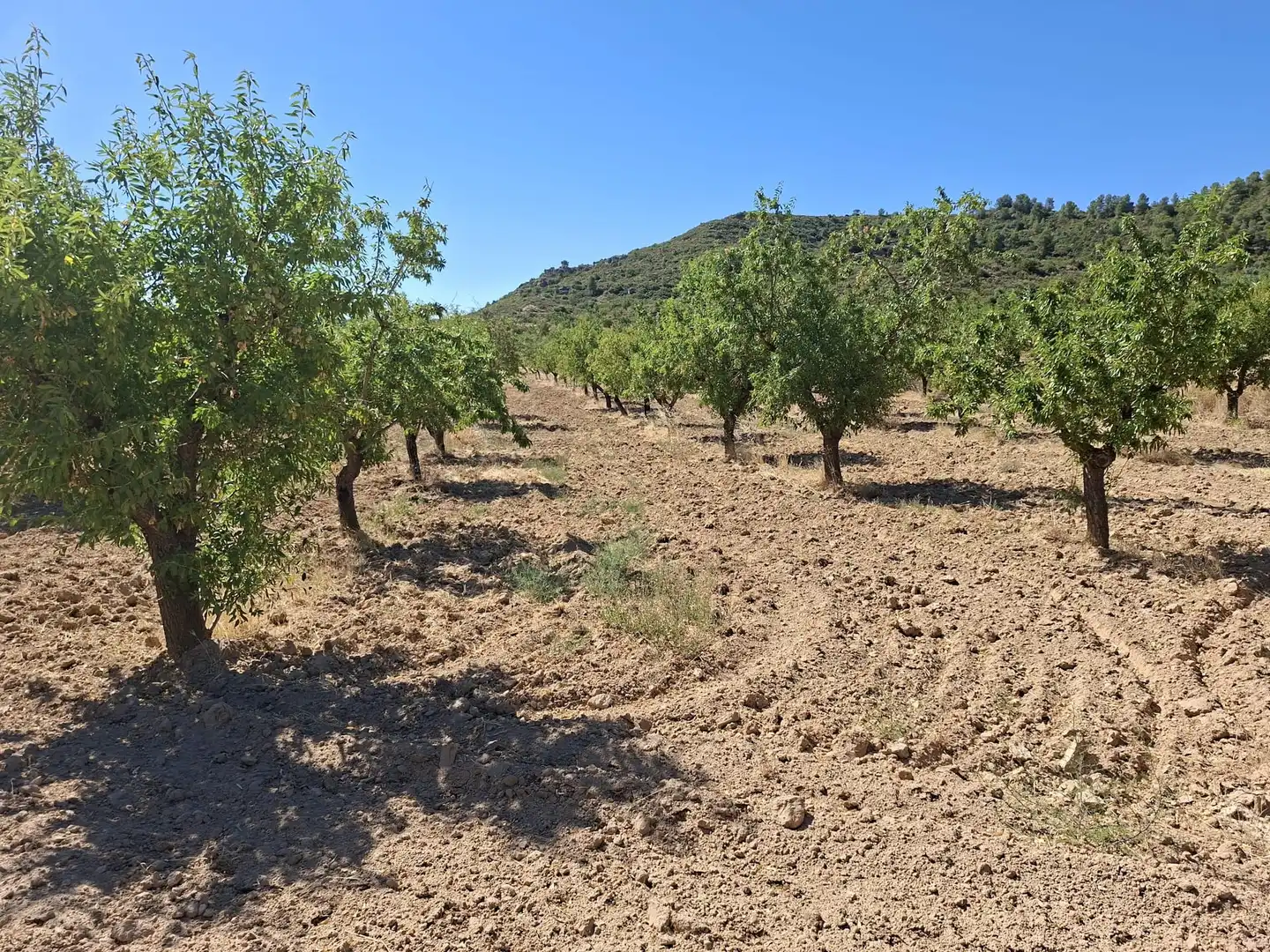 Terreno en venta en Maella