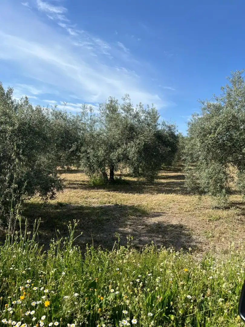 Terreno rustico in vendita a Cabra, imagen 15