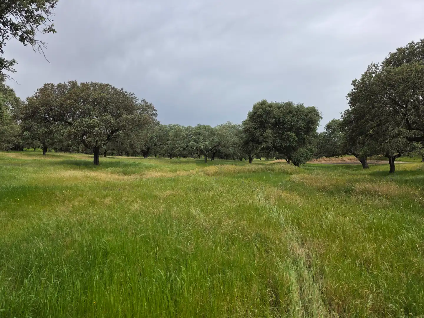 Terreni e lotti in vendita a Olivenza, imagen 5