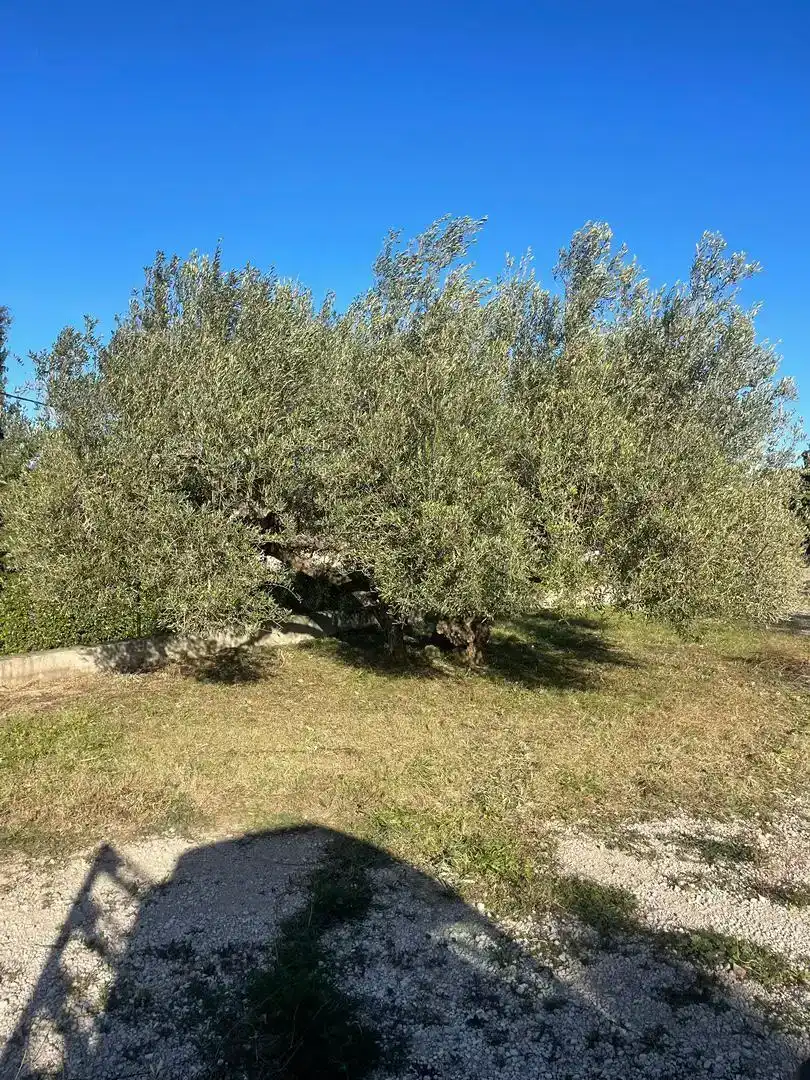 Casa o xalet en venda en Roquetes amb Piscina