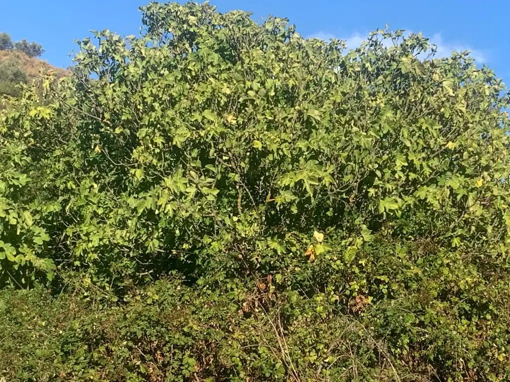 Residential for sale in Morón de la Frontera
