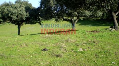 Finca ganadera con encinas, chaparros y algunas higueras en Millanes Cáceres, imatge 3