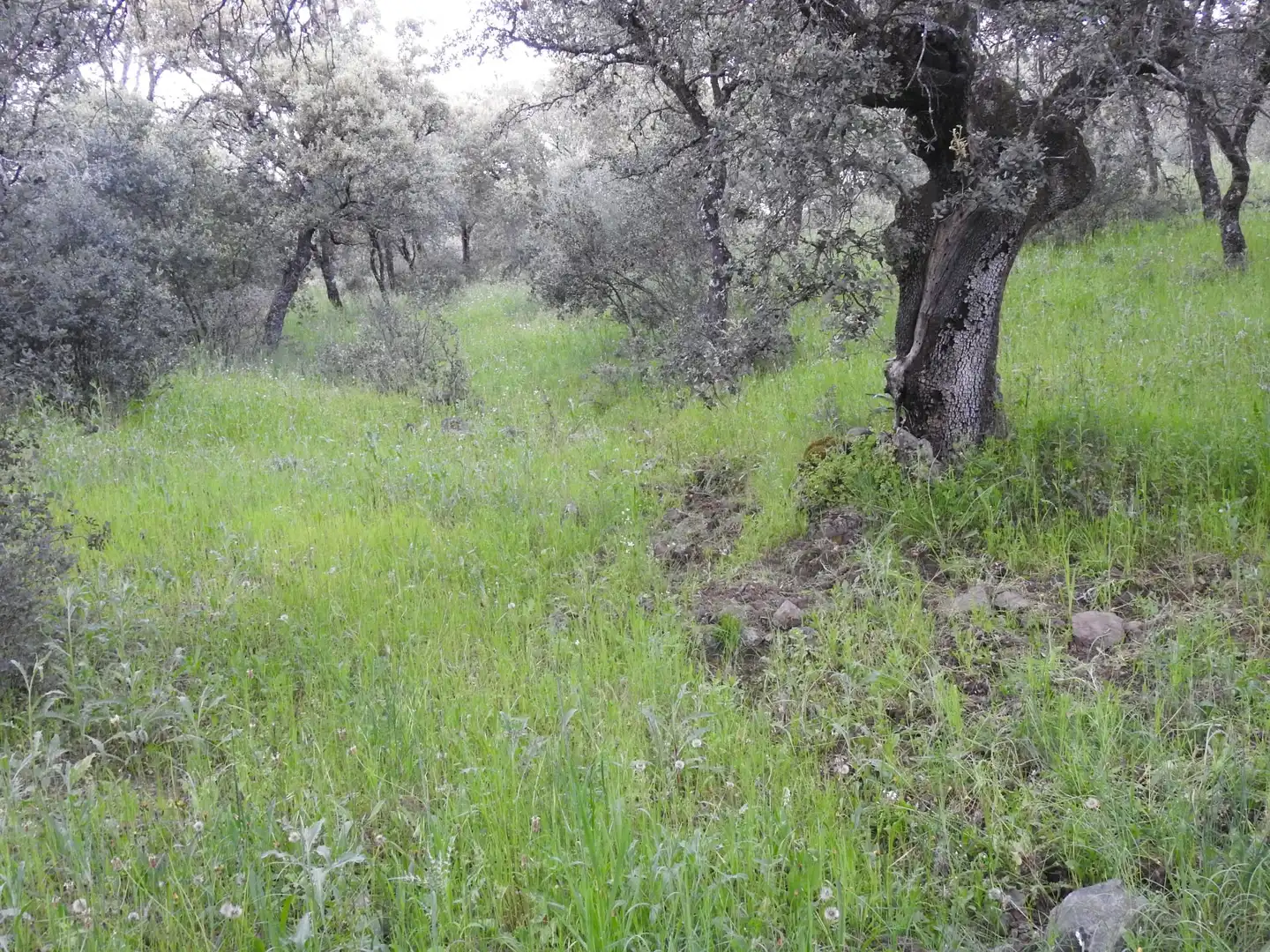 Land for sale in Cervera de los Montes