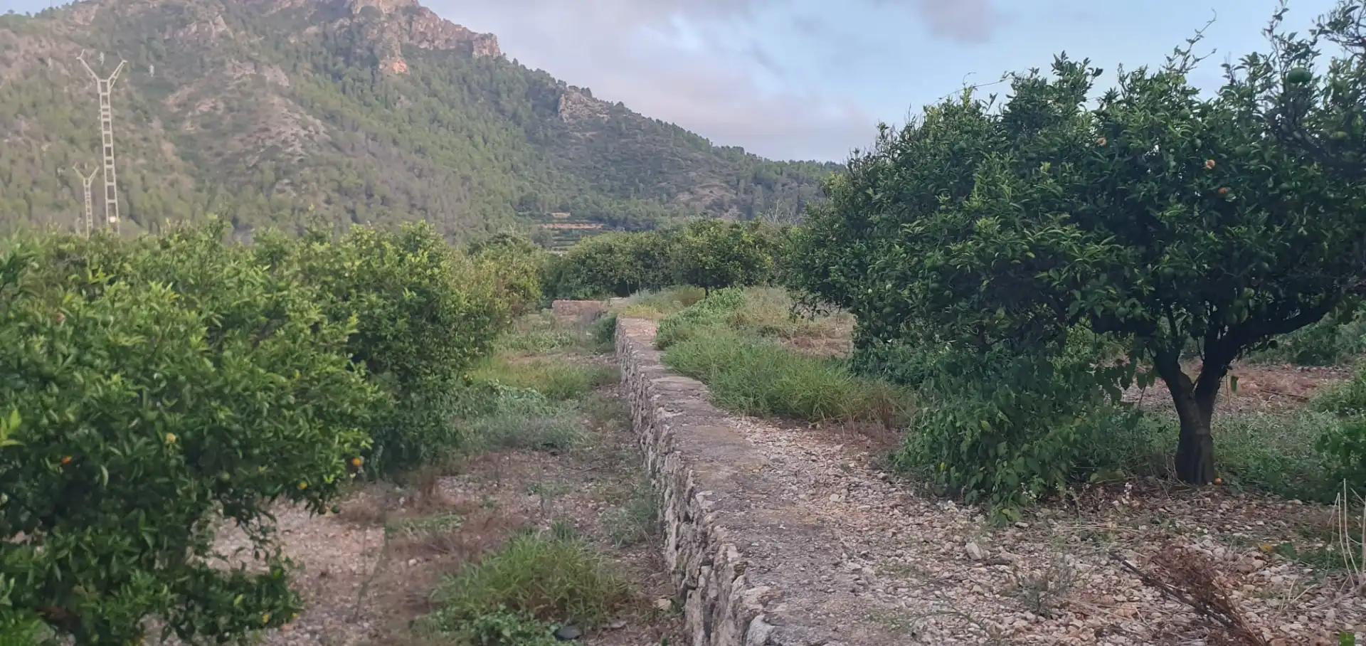 Terreny rústic en venda a Camí Sanchis, imagen 9