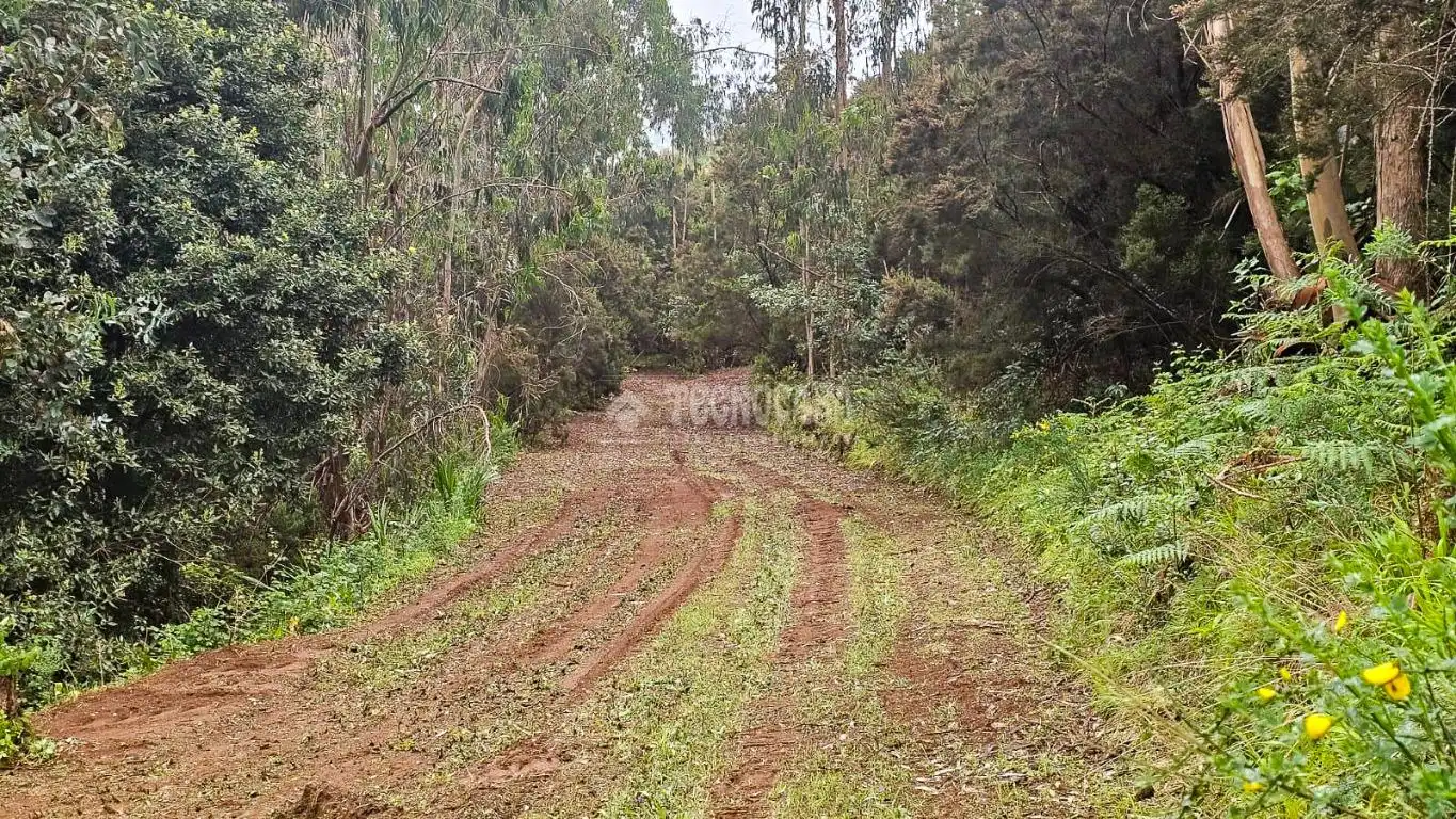 Land for sale in Tacoronte