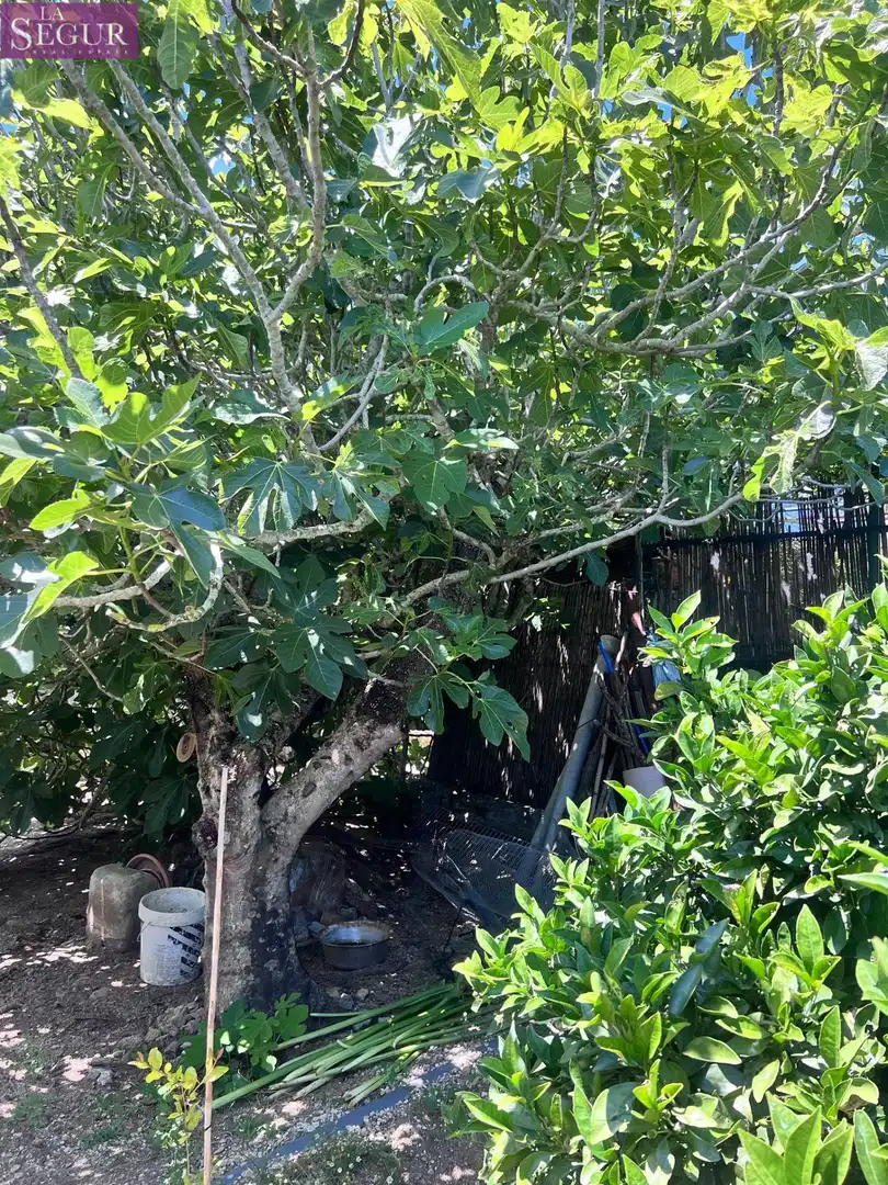 Jardí de Casa o xalet en venda en Vejer de la Frontera amb Jardí privat