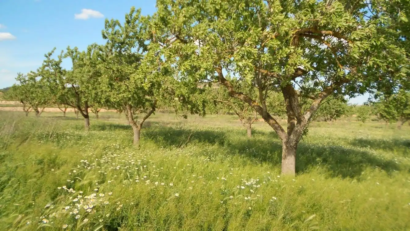 Wohnbaugrundstück zum Verkauf in Batea, imagen 3
